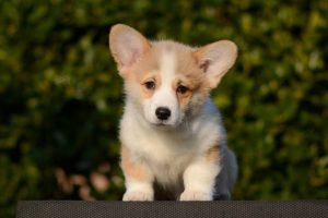 Available red/white corgi puppy