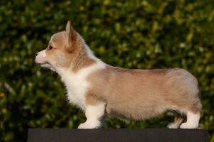 Available red/white corgi puppy