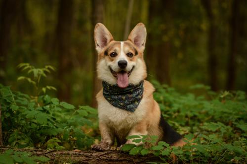 27130680 297aa389b269e478e2f2597d42f46318 xl