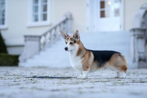 27145962 9c8d0086c7d12483089e04d66359d29c xl