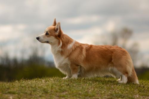 27182890 b90c7a6db2670e2c33d22872a0b897c0 xl