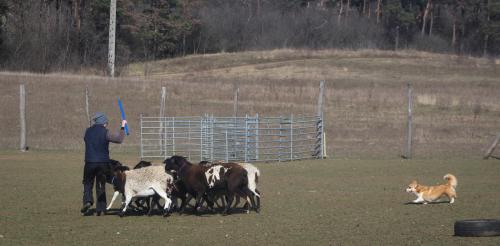 27176224 f93061ee62d67d54ab863788dc54c72b xl