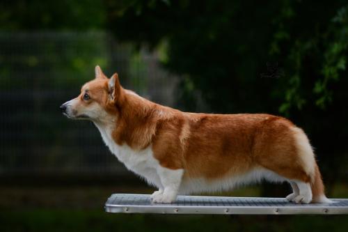 27214910 6f365b2ed31b80ff2284d49033ff47d7 xl