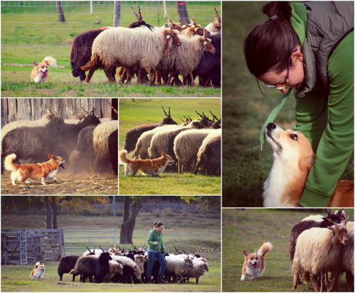 Pipacs-herding-trial-2025-10.12