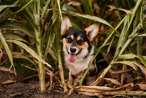 26949845 6ac9e2bbe236bc1682a2fc482ea12680 xl