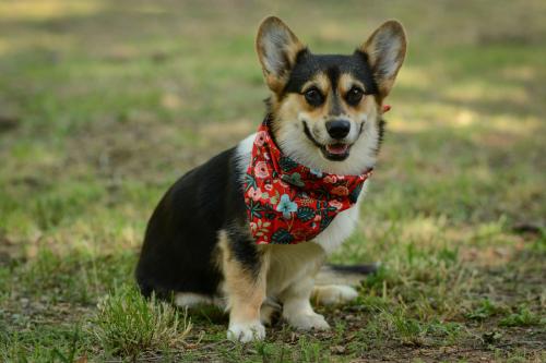 27080979 68960d71044132502ffec9a5fee5c5ac xl