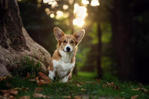 26955243 eb241aaaee63546b4c4af14df4dbf444 xl