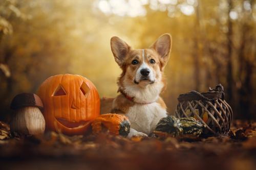 26976699 db1bc0cde0b1d8fafe2f773d68f6c14b xl