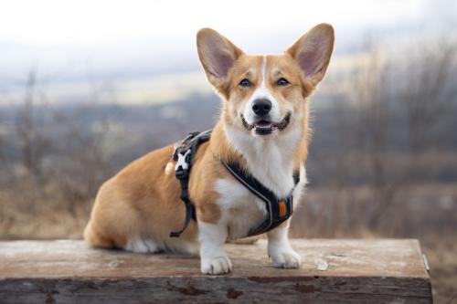 27025817 27bc9b3dc032da2eefe3ca1e586a7342 xl