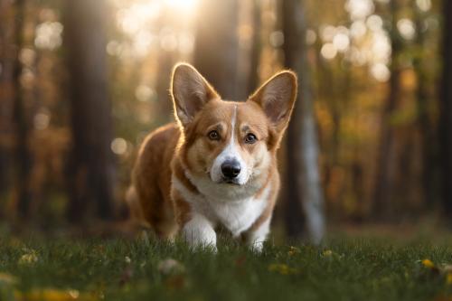 27139084 9e4c4d98a235c26bb0a9fa21e4eba2e7 xl