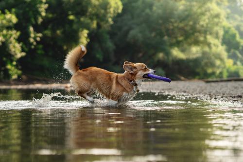 27139108 d7b33f13c40320c4758f9310d8257585 xl