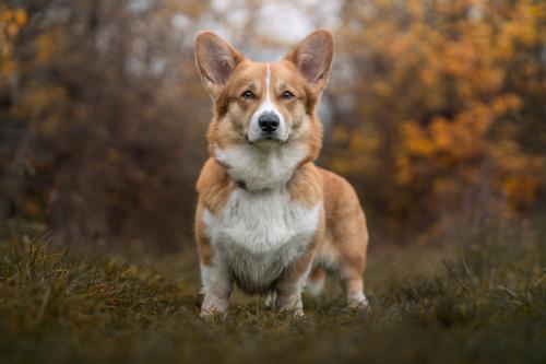 27176582 fc5e3edadb77539b27ab9ffeddb44850 xl