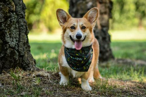 27080983 a5df283a47e089b1af2dd0cb4f57cf0c xl