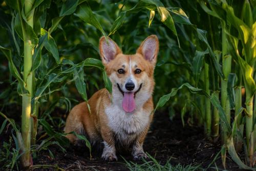 27116060 be7bfb6bbda3211bc2669f8e27d12990 xl