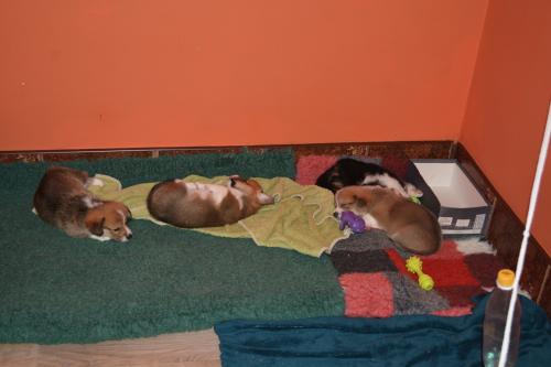 26849607 c029be83224ff2d25eec2ec71bbe70c0 xl