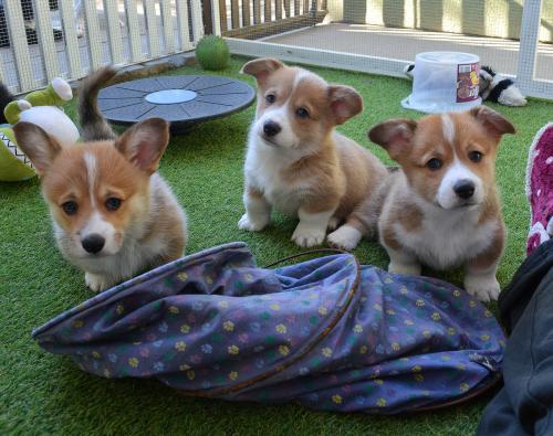 26855289 d9b16611797942e159054bdca900210e xl