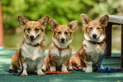 26912171 2e4ec5563ccaf4e4aa53f399c4cdd8dc xl