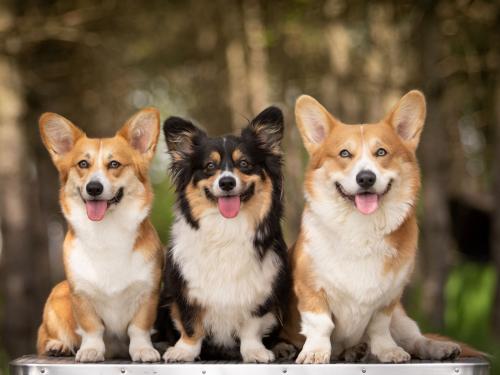 27061815 2c967a3361221937550b8c43b132c96a xl