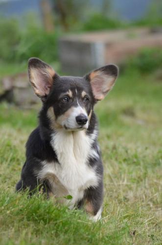 27080947 9ed434774c69459eedd1824c2b9a1b28 xl