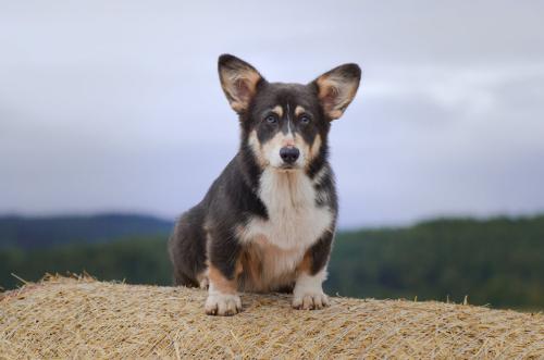 27139116 d23789a350d7a56d130cf9342f6ad5e8 xl