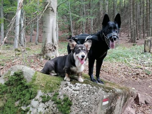 27139130 4fab37d66ea0afe7de91f9c4bd1b3d7a xl