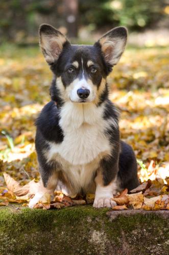 27139136 1efab1d0f10d9d5ff46e6fbfc7eba473 xl