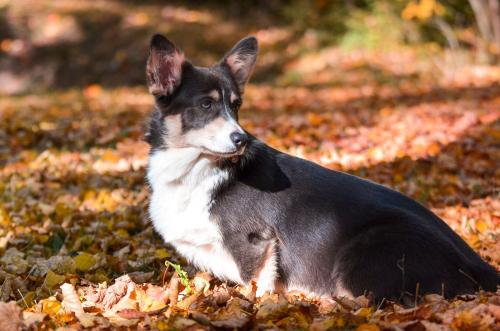 27139138 7b9e56020f08cb351e83c276f2ada17b xl