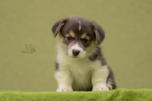 27028787 1eb9be3953a6d91dd6f00c50dae53a8f xl