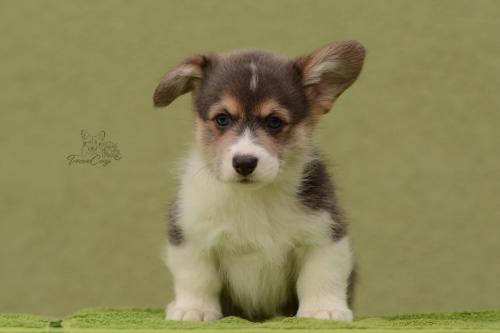 27031051 496254eca96dd2f40066bf9f2d98bc21 xl