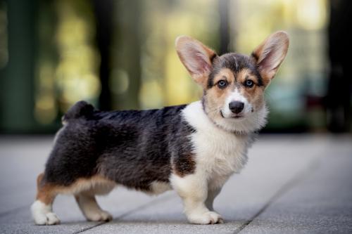 27061739 4b51cbb41c0a6faa24bf24b0d249c16c xl