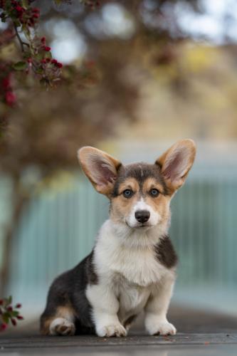 27061747 0c9ae82b46294a11aeb126bd0bfe9d9c xl