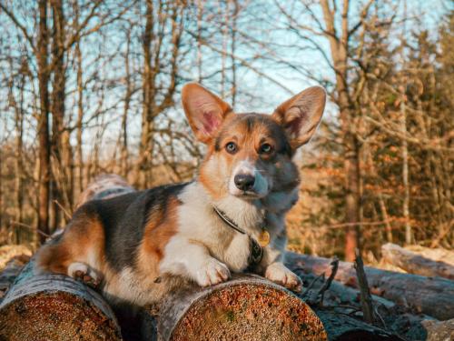 27176556 8968a5d4d08f00f35b7705c280ad5a04 xl