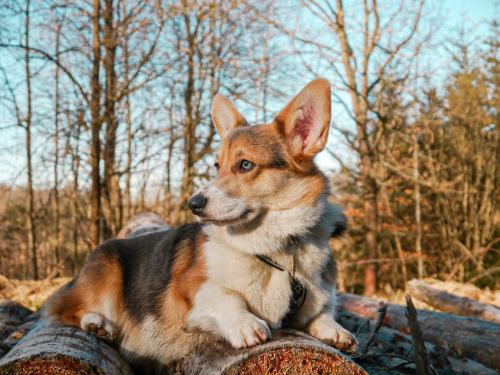 27176558 767cfafd77c665b3b5acb273c2bbea90 xl