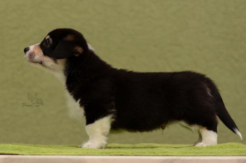 27031043 30fa47ce334fd99c96f88d5cd40d463f xl