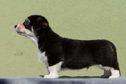 27035005 8d5279870ad312f000c49361d70c235e xl