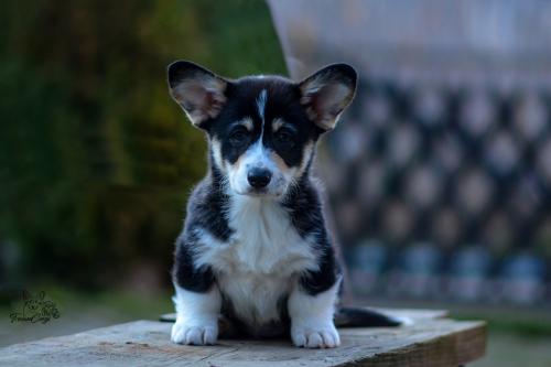 27046143 bc802aff9bbe03fefa830cf360344ed8 xl