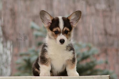 27044845 f7f1319c27a8ff76660d00efb9a0863f xl