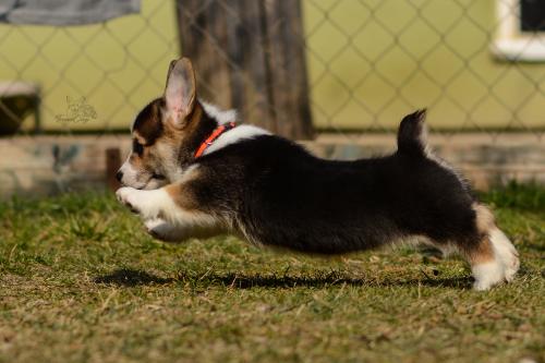 27044851 cb950b41cc23fe38addf18150e993c59 xl