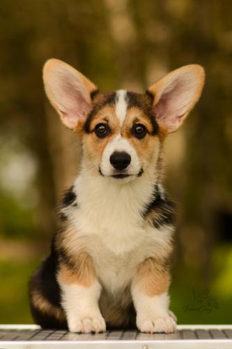 27061067 daaf18a6d72679f68189839c90d54b14 xl