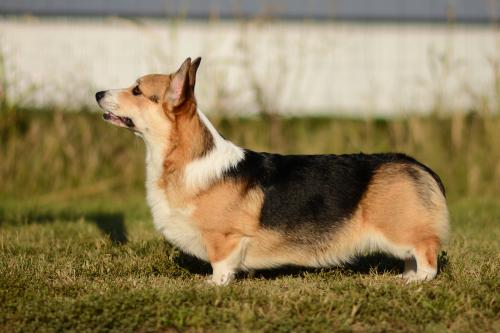 27235426 41dade0ff178b2b00b8a720d0ae67a6e xl