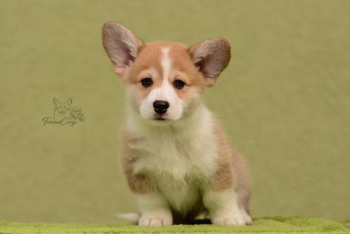 27031047 c1d93c41c0f4736a828386cf86967e02 xl