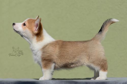 27035003 ed6812cf3a355cf9081f23f2b9484781 xl