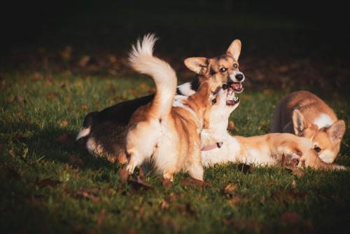 27139168 20c831e27d696f46e4a0f0000cc84a0e xl