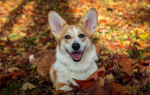 27139176 796670b388055a961c92fe46c5d3e7cf xl