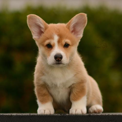 27162532 dc77407aa4dd774f87800a2df5635498 xl