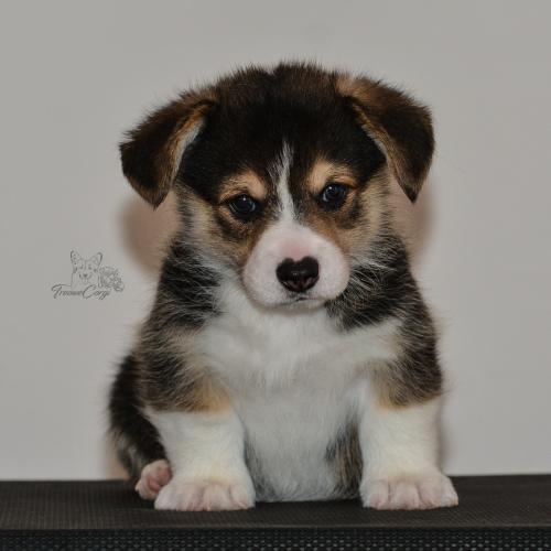 27160114 cf9941334311bc26e370bbe63ac815fd xl