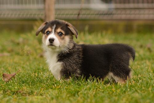 27160272 f3e095a02fa6dd4d804024c4759702b0 xl