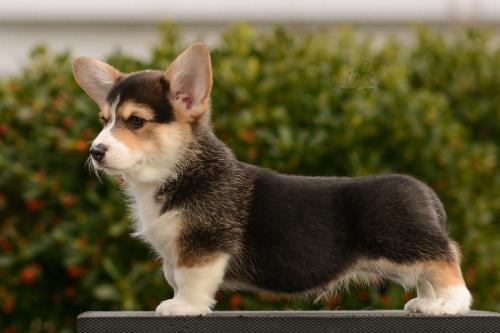 27165476 894b2b72c73943ab06d3b75535b4e129 xl