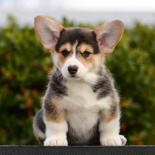 27165478 234224c5a01a3fa4f8a9826ee9d81436 xl