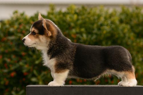 27165480 46c32b0beeaf2f07254680d9ef4fc298 xl